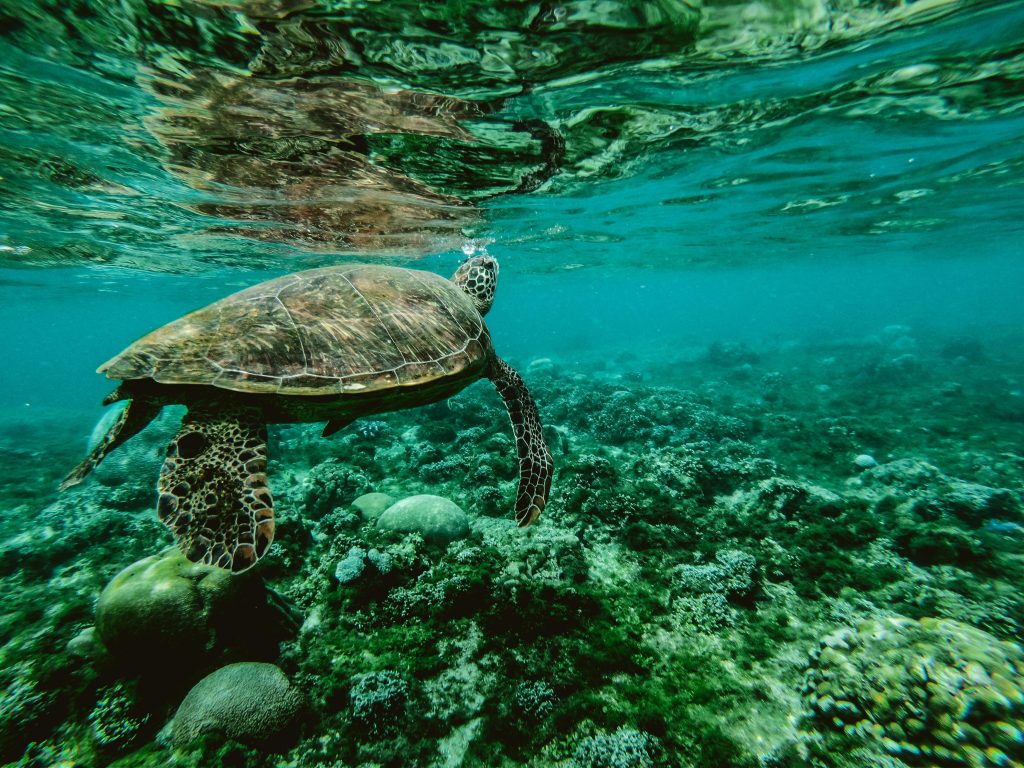 Rewilding our planet 3 Marine life support