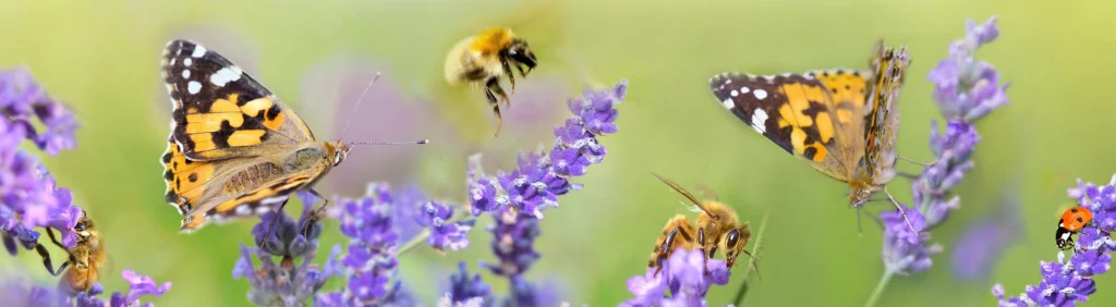 How Permaculture Shaped My Approach to Natural Skincare 16 pollinators, biodiversity, permaculture